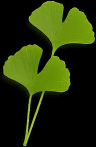 Ginko dvojlaločné